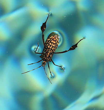 Insect - Senegal