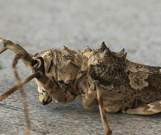 Insect - Senegal