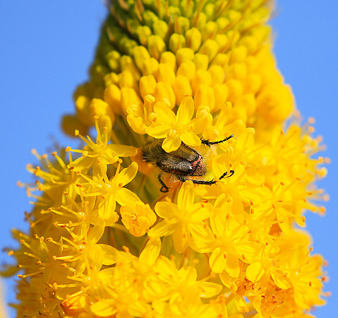 South Africa