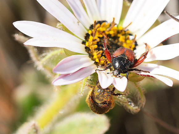 Bugs - South Africa