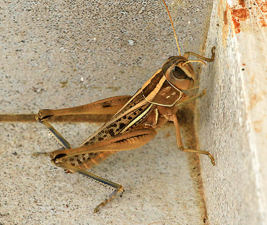 Grasshopper - Senegal