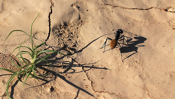 Dune ants - Skeleton coast - Namibia