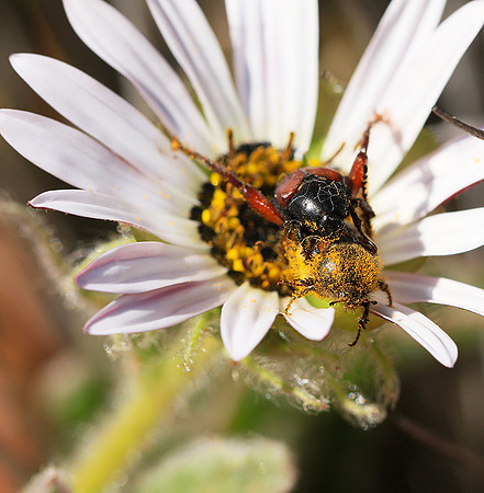 Bugs - South Africa