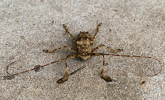 Insect - Senegal