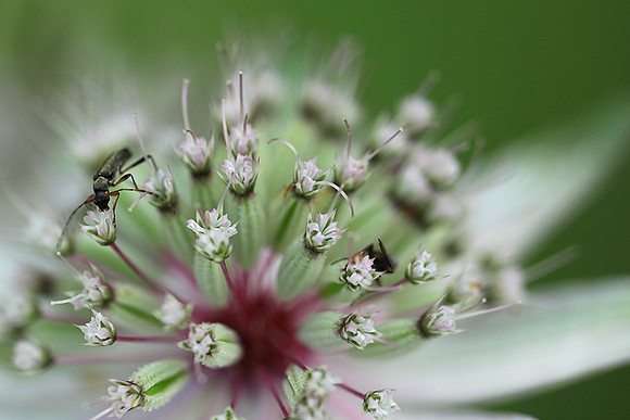 Insect in astrantia flower