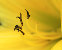 Insects in hemerocallis