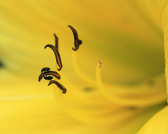 Insects in hemerocallis