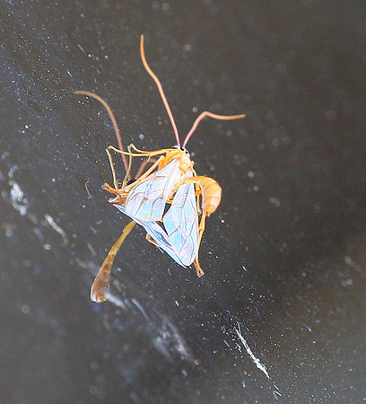Insect - Senegal