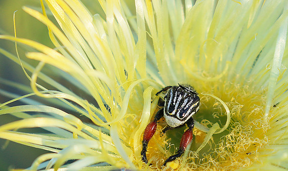 Bugs - South Africa