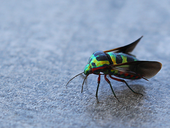 Insect - Senegal