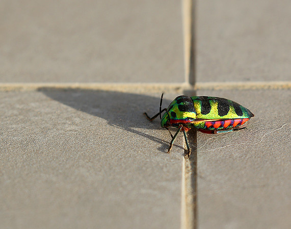 Insect - Senegal