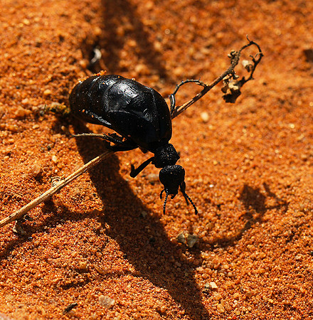 South Africa