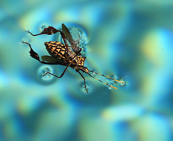 Insect - Senegal