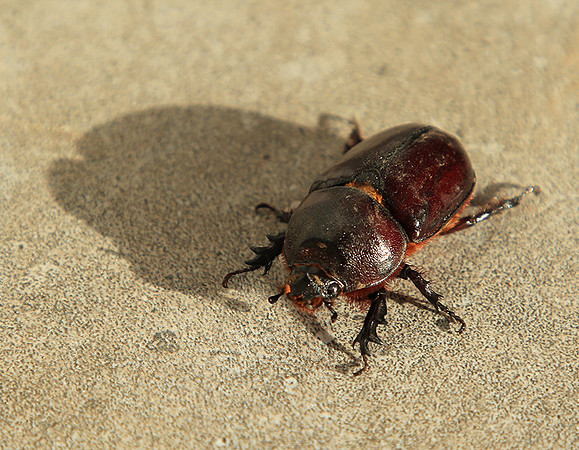 Beetle