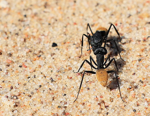Dune ants - Skeleton Coast - Namibia