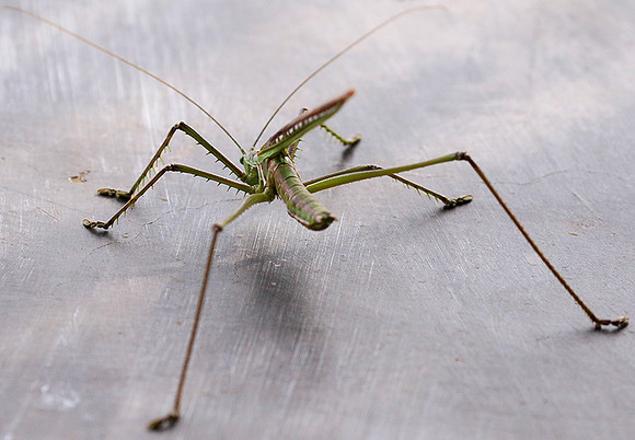 Insect in South Africa