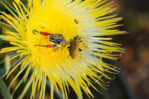 Bugs - South Africa