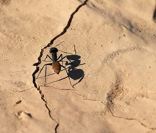 Dune ants - Skeleton coast - Namibia
