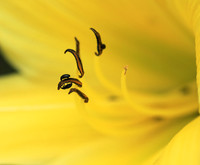 Insects in hemerocallis