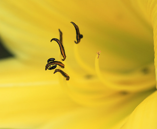 Insects in hemerocallis