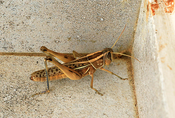 Grasshopper - Senegal