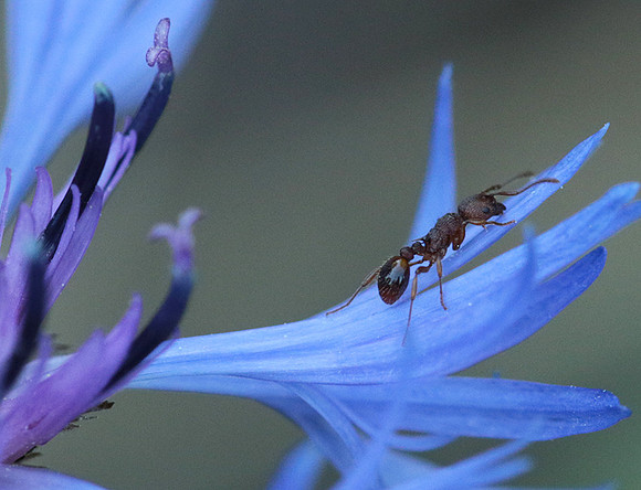 Centaurea