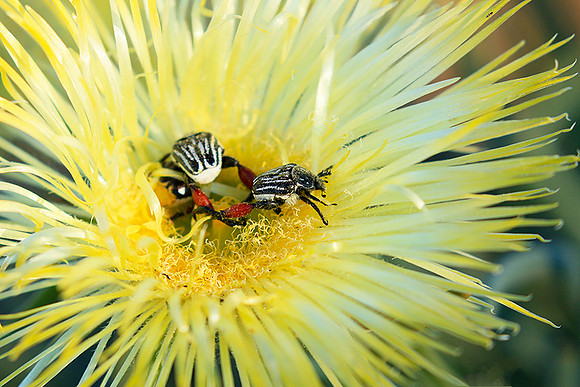Bugs - South Africa