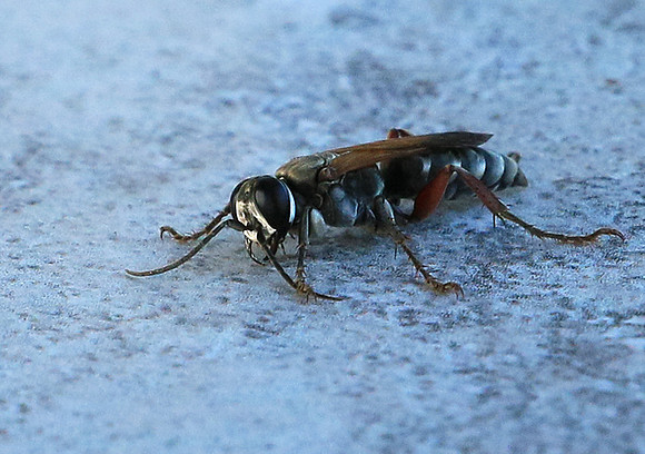 Insect - Senegal