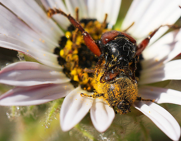 Bugs - South Africa