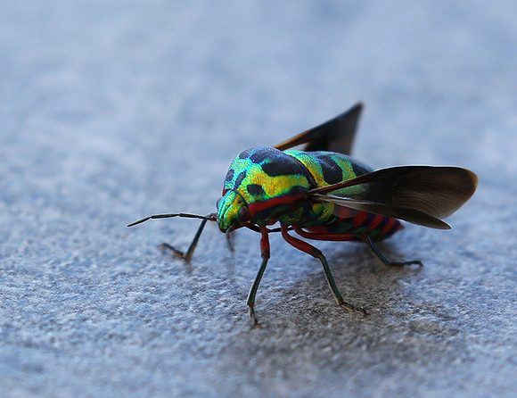 Insect - Senegal