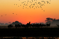 Zambia