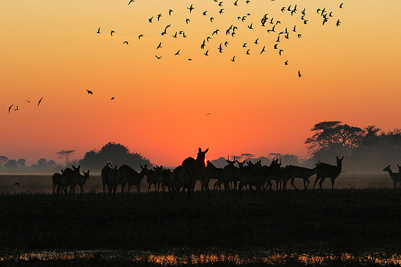 Sunrise - Kafue NP
