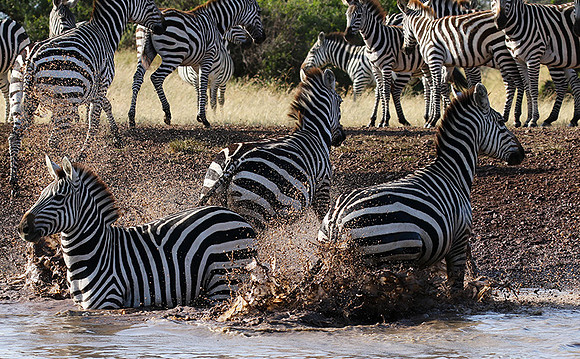 Serengeti - Grumeti Private Reserve