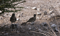 Double-banded courser - Tau Pan