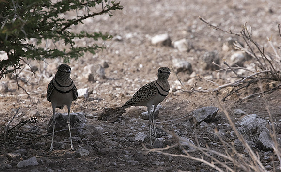 Double-banded courser - Tau Pan