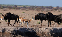 Nxai Pan