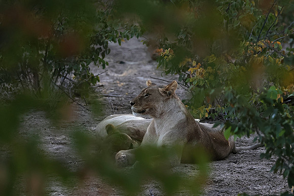 Ongava Private Reserve