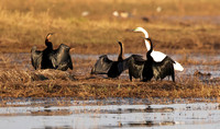 Lake Kariba