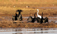 Lake Kariba