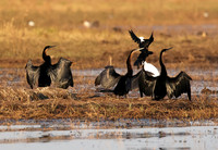 Lake Kariba