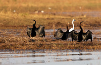 Lake Kariba