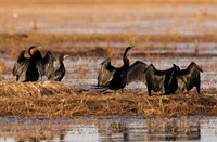 Lake Kariba