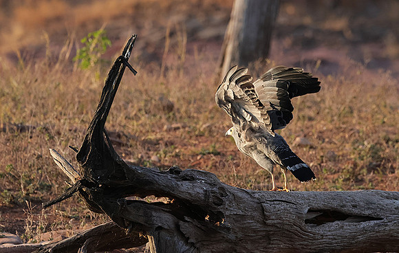 African harrier hawk - Kariba