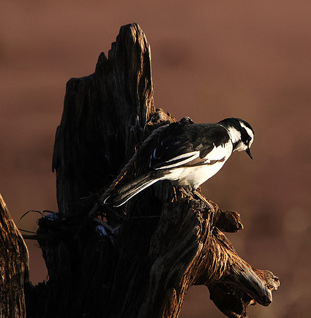 African pied wagtail - kariba