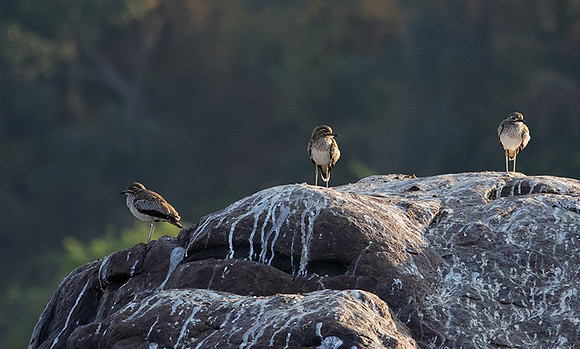 Water thicknees - Kariba