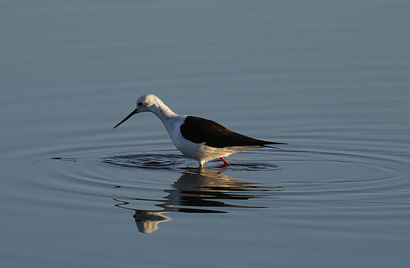 Black-winged stilt - Hwange NP