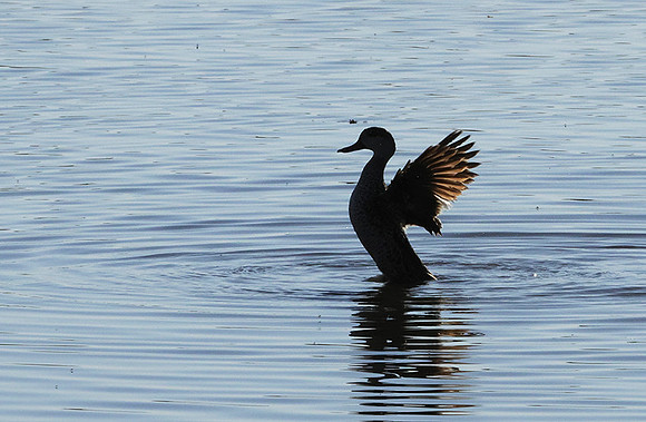 Cape teals - Hwange NP