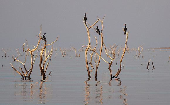 Kariba