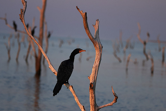 Kariba