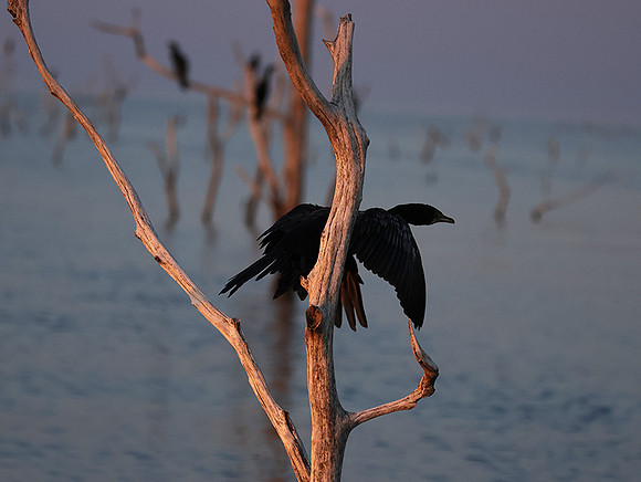 Kariba